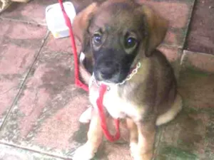Cachorro raça Vira-lata  idade 7 a 11 meses nome Xuxa,Negão, Gil