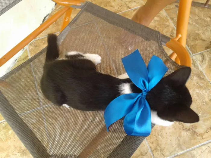 Gato raça Não sei  idade 2 a 6 meses nome Sr Manchester 