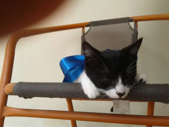 Gato raça Não sei  idade 2 a 6 meses nome Sr Manchester 