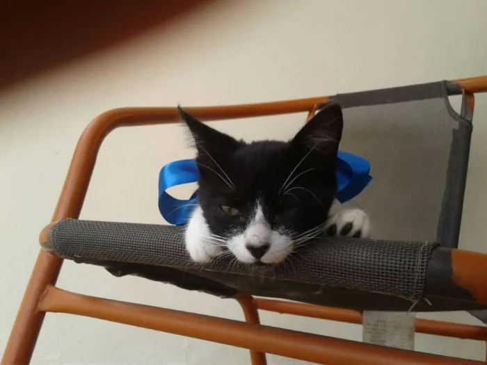 Gato raça Não sei  idade 2 a 6 meses nome Sr Manchester 