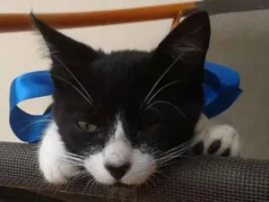 Gato raça Não sei  idade 2 a 6 meses nome Sr Manchester 
