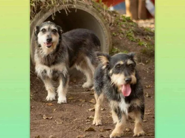 Cachorro ra a srd idade 4 anos nome Fred e Barney