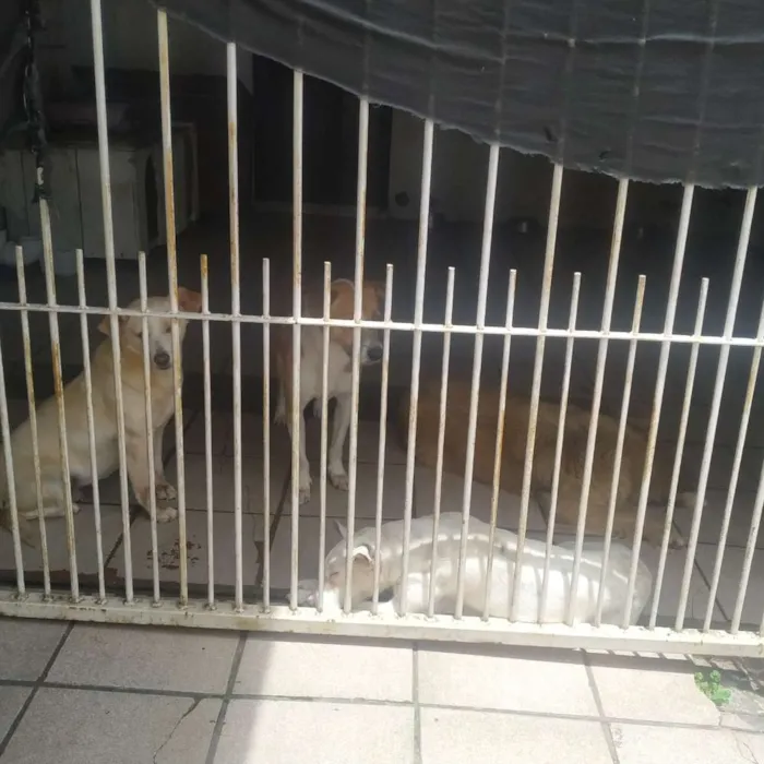 Cachorro ra a Pet boll, policial idade 5 anos nome Branquinha,grandona