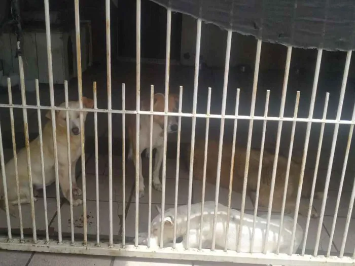 Cachorro ra a Pet boll, policial idade 5 anos nome Branquinha,grandona