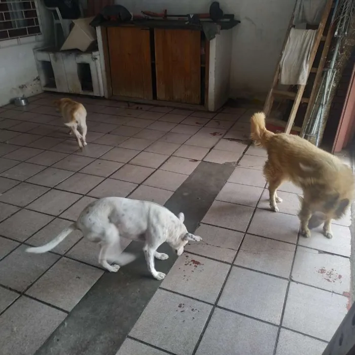 Cachorro ra a Pet boll, policial idade 5 anos nome Branquinha,grandona