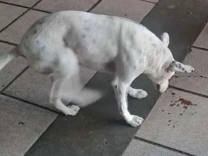 Cachorro ra a Pet boll, policial idade 5 anos nome Branquinha,grandona
