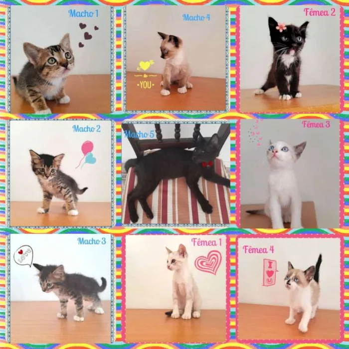 Gato ra a SRD idade 2 a 6 meses nome Lindos Filhotes