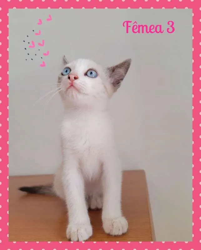 Gato ra a SRD idade 2 a 6 meses nome Lindos Filhotes