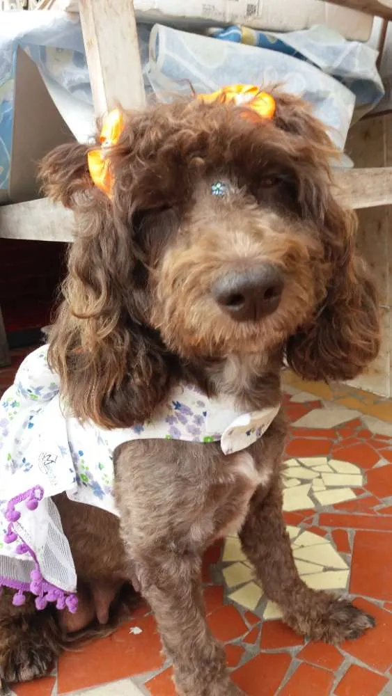 Cachorro ra a Poodle  idade 2 anos nome Bella 