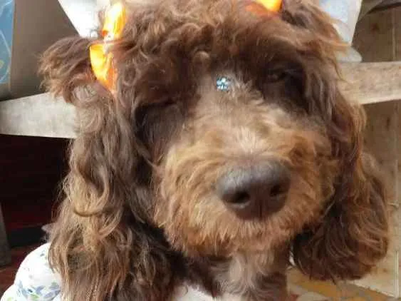 Cachorro ra a Poodle  idade 2 anos nome Bella 