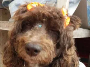 Cachorro raça Poodle  idade 2 anos nome Bella 