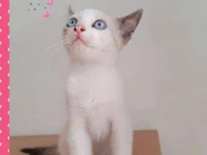 Gato raça SRD idade 2 a 6 meses nome Lindos Filhotes