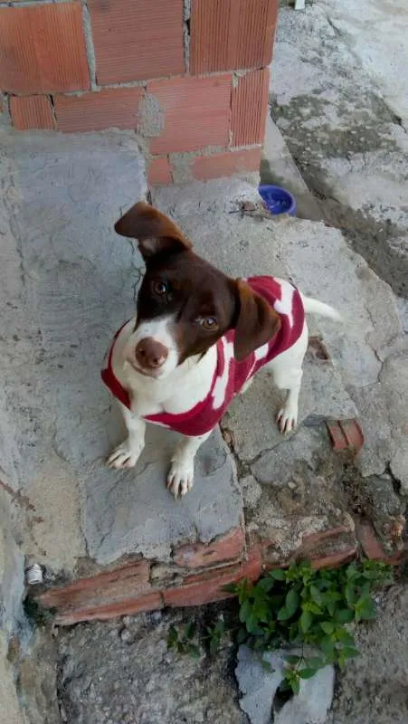 Cachorro raça Dachshund idade 7 a 11 meses nome Lua
