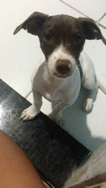 Cachorro raça Dachshund idade 7 a 11 meses nome Lua