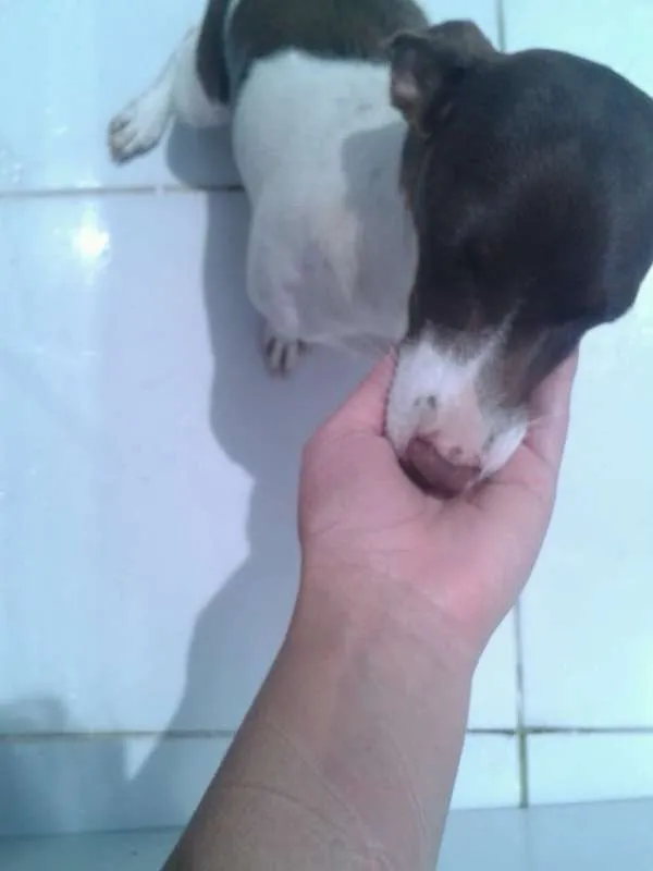 Cachorro raça Dachshund idade 7 a 11 meses nome Lua