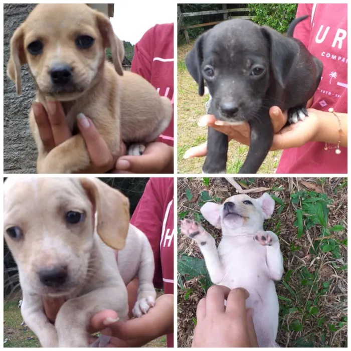 Cachorro ra a Vira-lata idade 2 a 6 meses nome Sem nome ainda