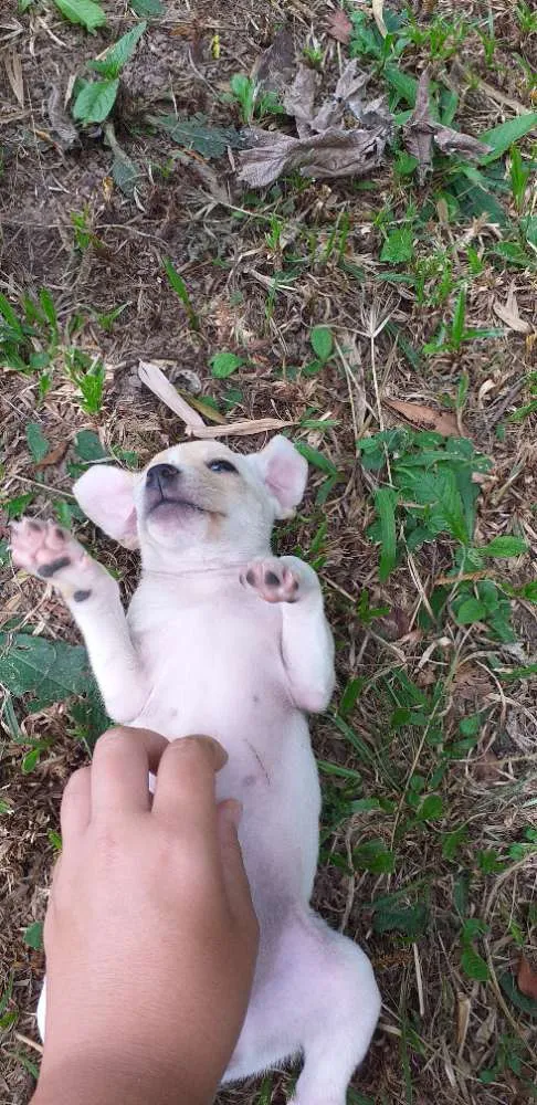 Cachorro ra a Vira-lata idade 2 a 6 meses nome Sem nome ainda