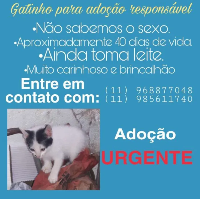 Gato ra a Vira-lata idade 2 a 6 meses nome Gatinho