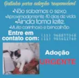 Gatinho