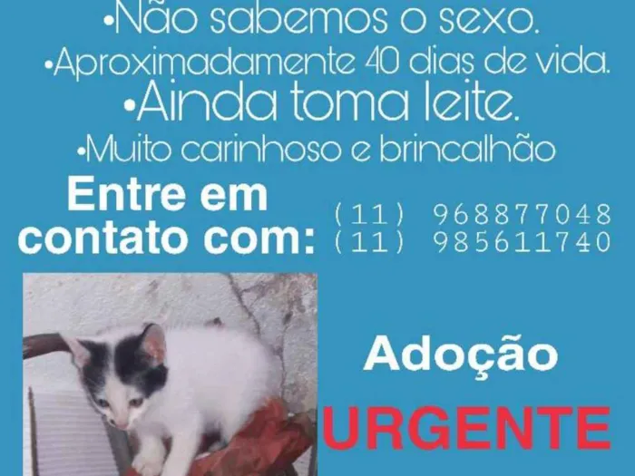 Gato ra a Vira-lata idade 2 a 6 meses nome Gatinho