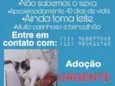 Gatinho