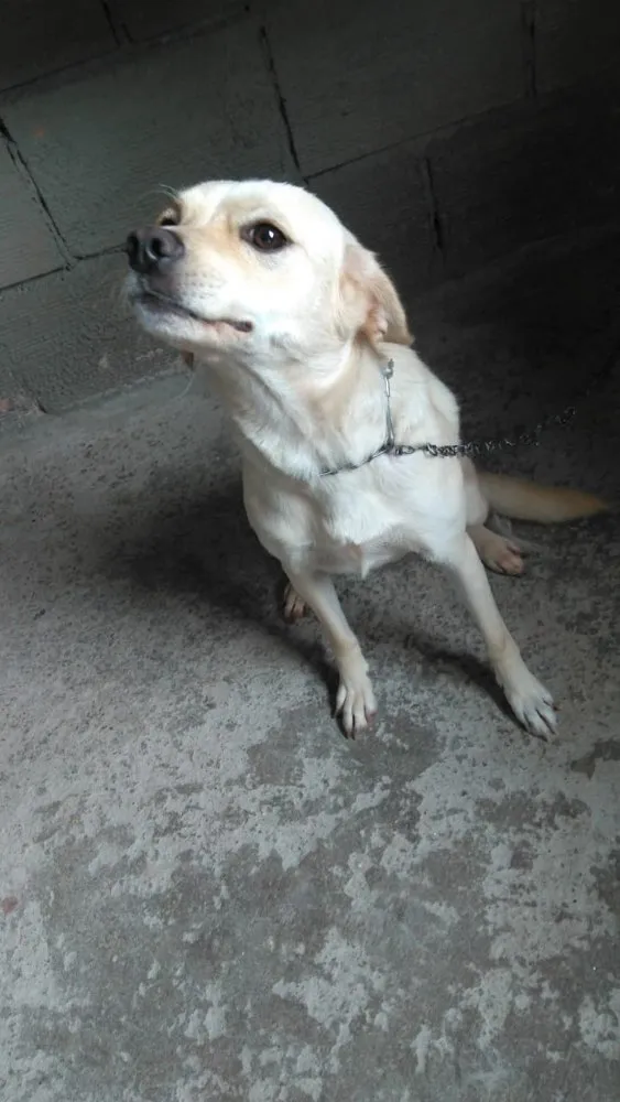 Cachorro ra a Vira lata  idade 2 anos nome Megue 