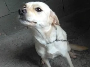 Cachorro raça Vira lata  idade 2 anos nome Megue 