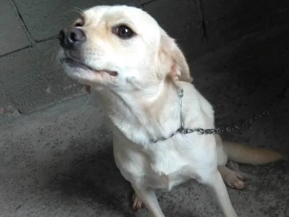 Cachorro ra a Vira lata  idade 2 anos nome Megue 