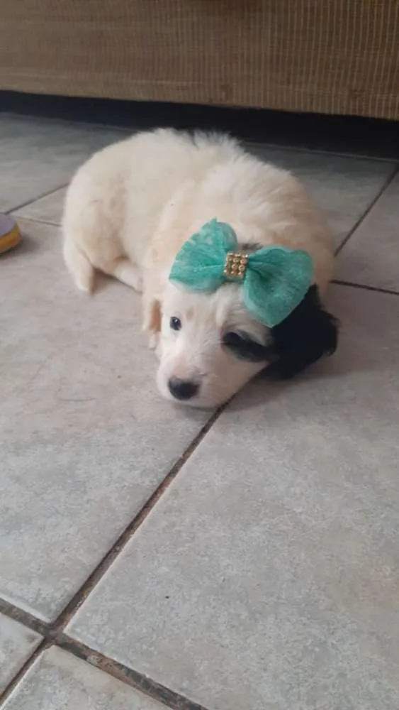 Cachorro ra a vira latas idade Abaixo de 2 meses nome dora, bolota e boy
