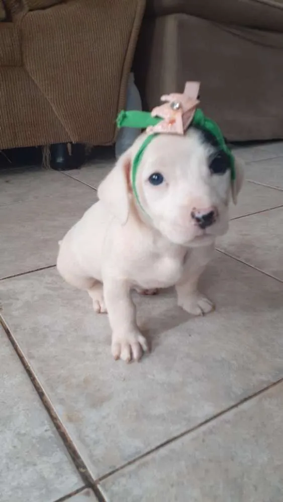 Cachorro ra a vira latas idade Abaixo de 2 meses nome dora, bolota e boy