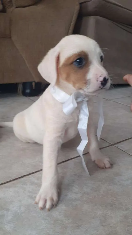 Cachorro ra a vira latas idade Abaixo de 2 meses nome dora, bolota e boy