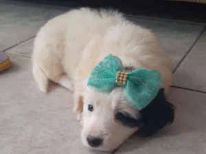 Cachorro raça vira latas idade Abaixo de 2 meses nome dora, bolota e boy