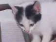 Gatinho
