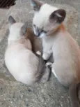Não tem