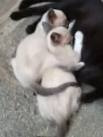 Não tem