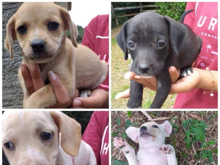 Cachorro ra a Vira-lata idade 2 a 6 meses nome Sem nome ainda