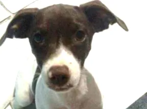Cachorro raça Dachshund idade 7 a 11 meses nome Lua