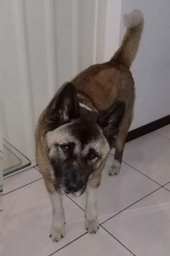 Cachorro ra a Akita idade 6 ou mais anos nome Kristanna