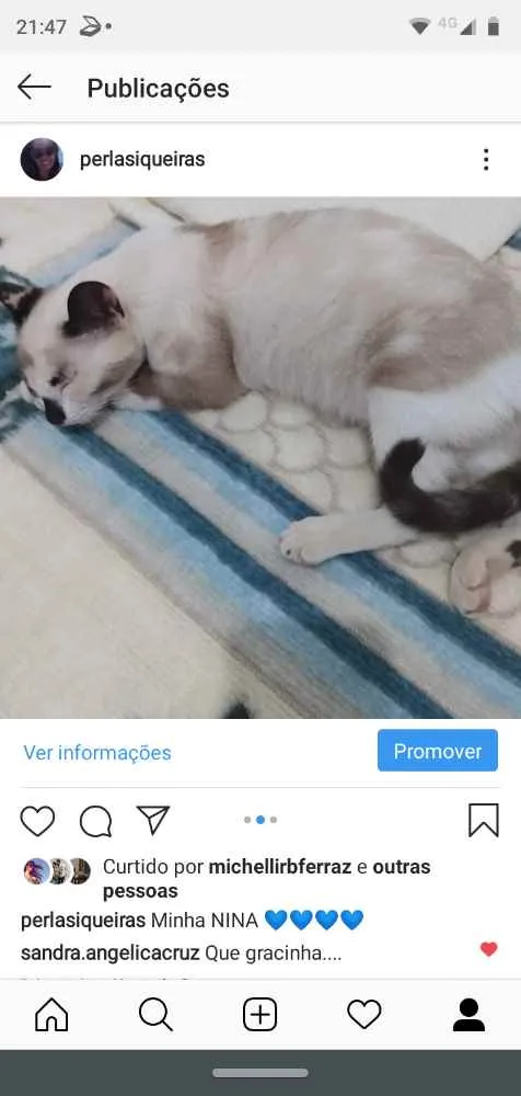 Gato ra a Vira lata idade 1 ano nome Njna