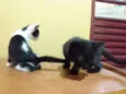 Jaguaré e Pimpão