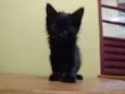 Jaguaré e Pimpão