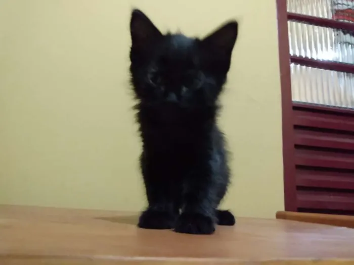 Gato ra a SRD idade 2 a 6 meses nome Jaguaré e Pimpão