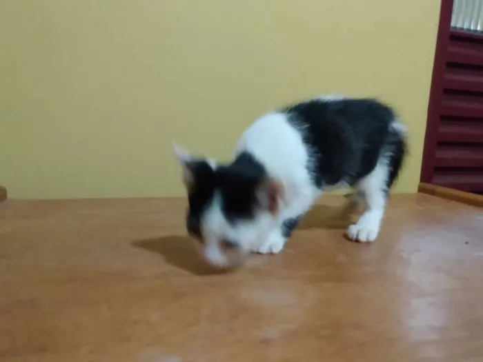 Gato ra a SRD idade 2 a 6 meses nome Jaguaré e Pimpão