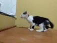 Jaguaré e Pimpão