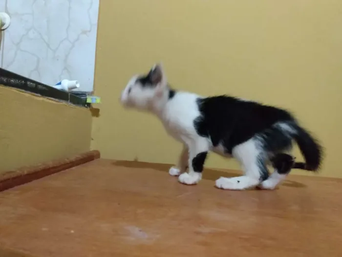 Gato ra a SRD idade 2 a 6 meses nome Jaguaré e Pimpão