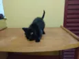 Jaguaré e Pimpão