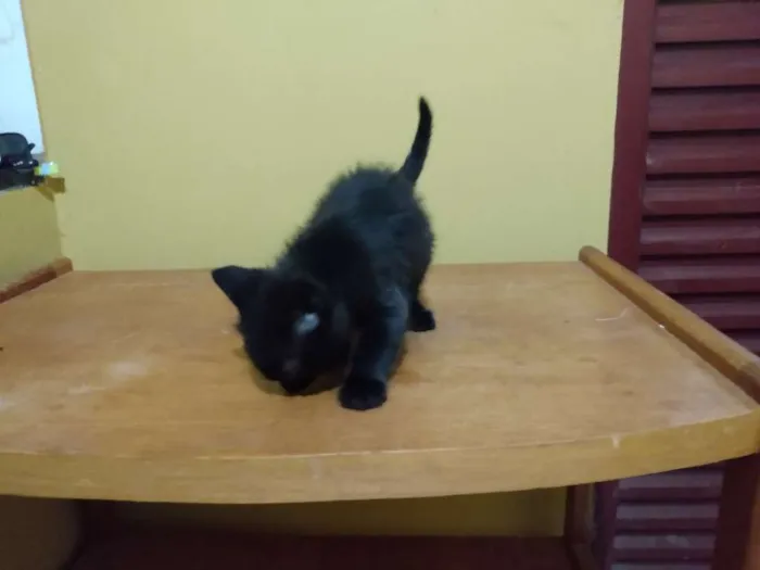 Gato ra a SRD idade 2 a 6 meses nome Jaguaré e Pimpão