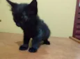 Jaguaré e Pimpão