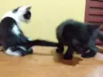 Jaguaré e Pimpão