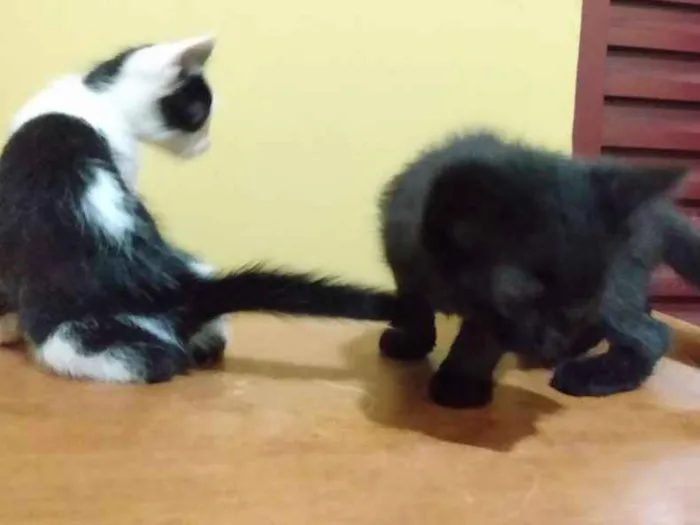 Gato ra a SRD idade 2 a 6 meses nome Jaguaré e Pimpão